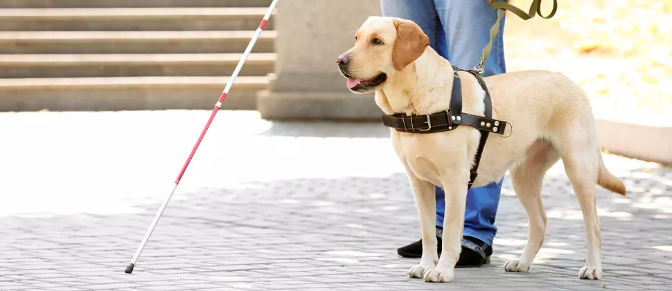 10 spannende Fakten über Blindenhunde und wie man sie beantragt